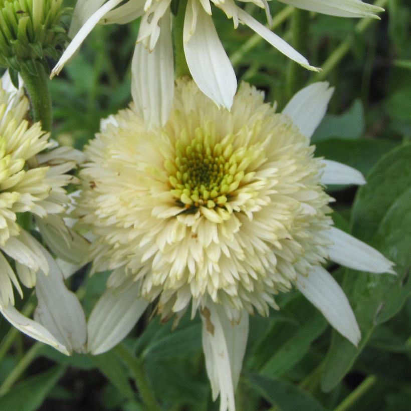 Echinacea purpurea Mozarella - Sonnenhut (Flowering)
