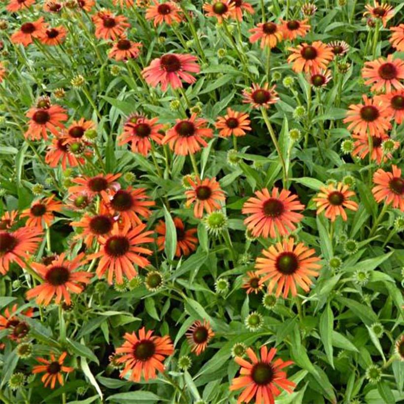 Echinacea Butterfly Orange Skipper - Scheinsonnenhut (Flowering)