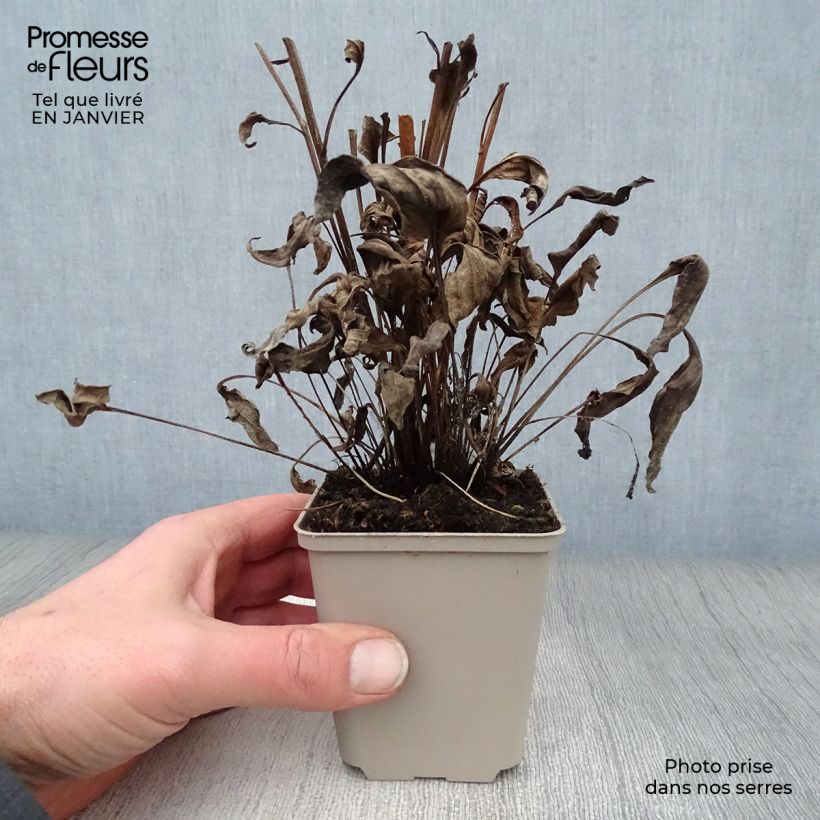 Exemplar von Echinacea Butterfly Orange Skipper - Scheinsonnenhut Kleine Töpfe von 8/9 cm wie im Winter geliefert