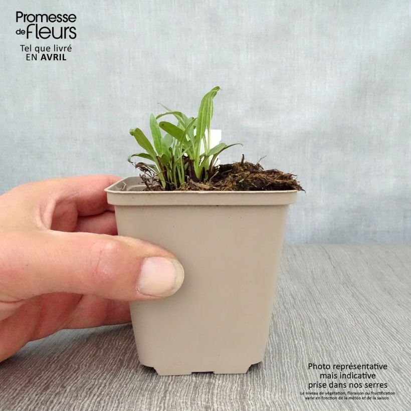 Exemplar von Echinacea Butterfly Orange Skipper - Scheinsonnenhut Kleine Töpfe von 8/9 cm wie im Frühjahr geliefert