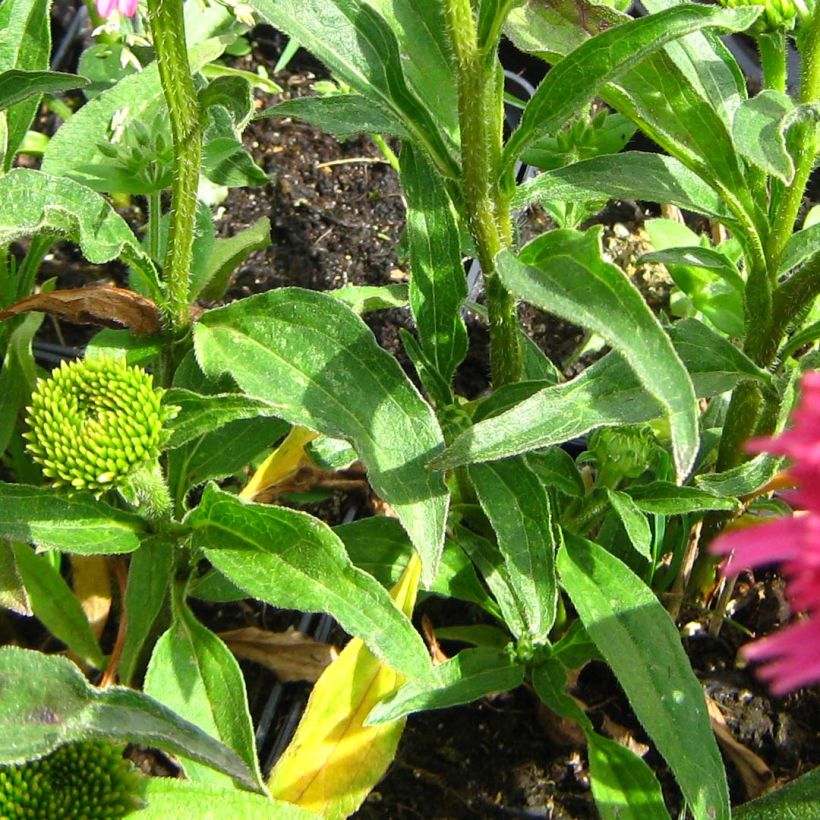 Echinacea purpurea Piccolino - Sonnenhut (Foliage)