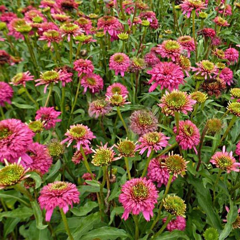 Echinacea purpurea Piccolino - Sonnenhut (Flowering)