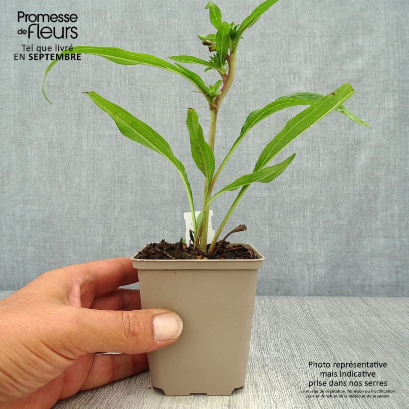 Example of Echinacea Prima Ginger - Scheinsonnenhut Kleine Töpfe von 8/9 cm as you get in automne