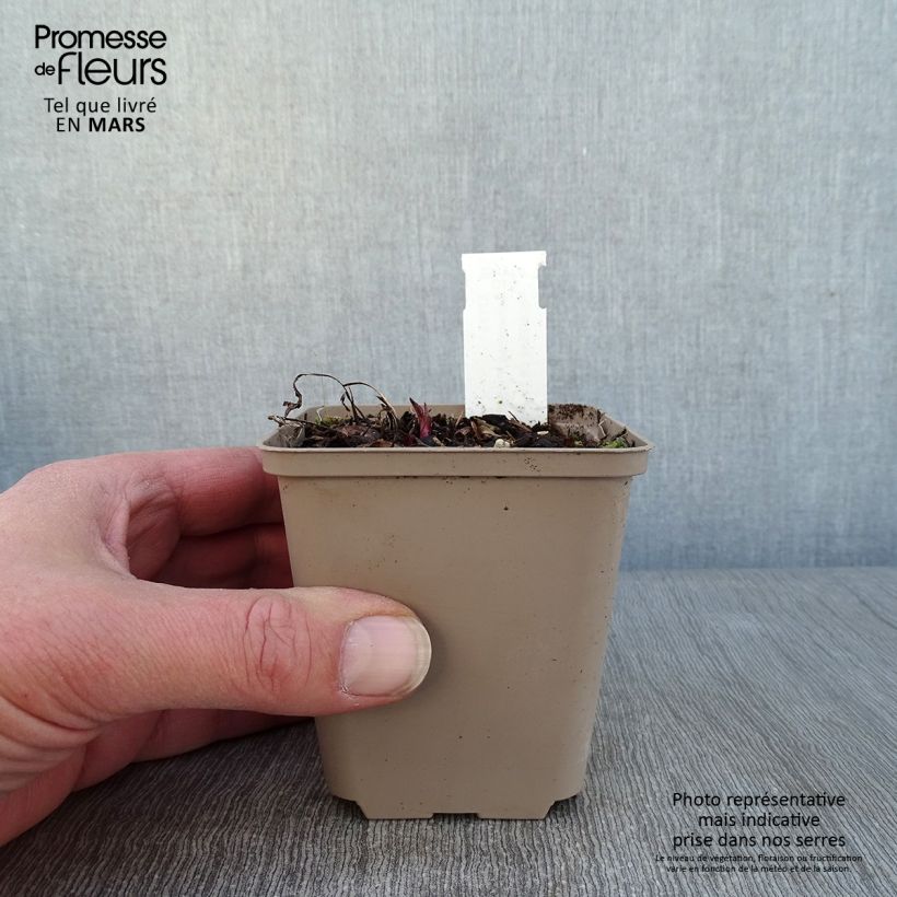 Exemplar von Echinacea Prima Ginger - Scheinsonnenhut Kleine Töpfe von 8/9 cm wie im Winter geliefert