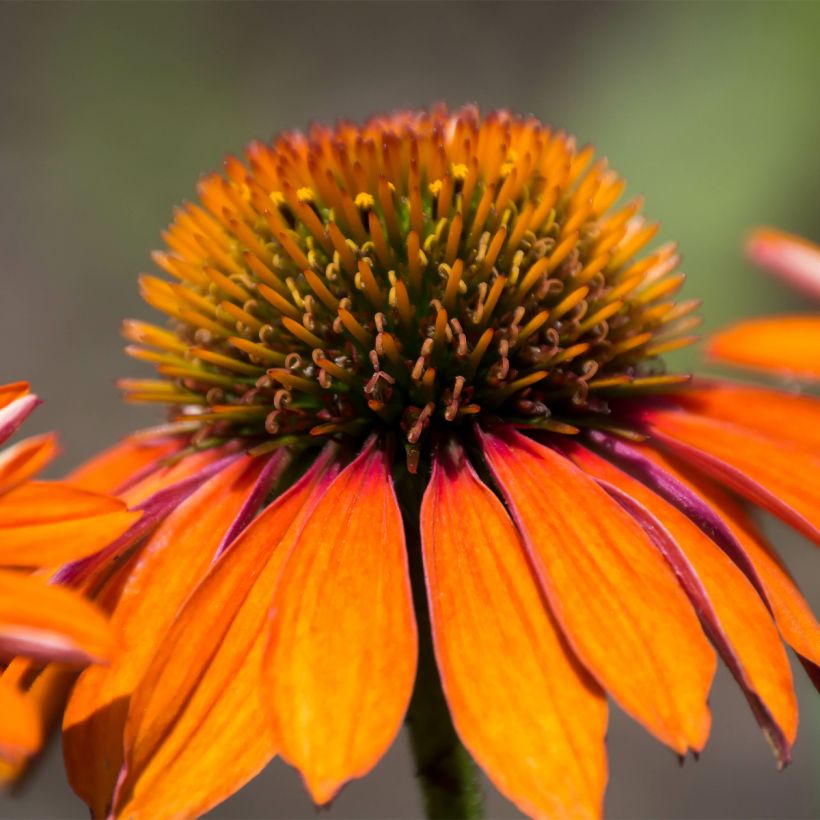 Echinacea Prima Ginger - Scheinsonnenhut (Flowering)