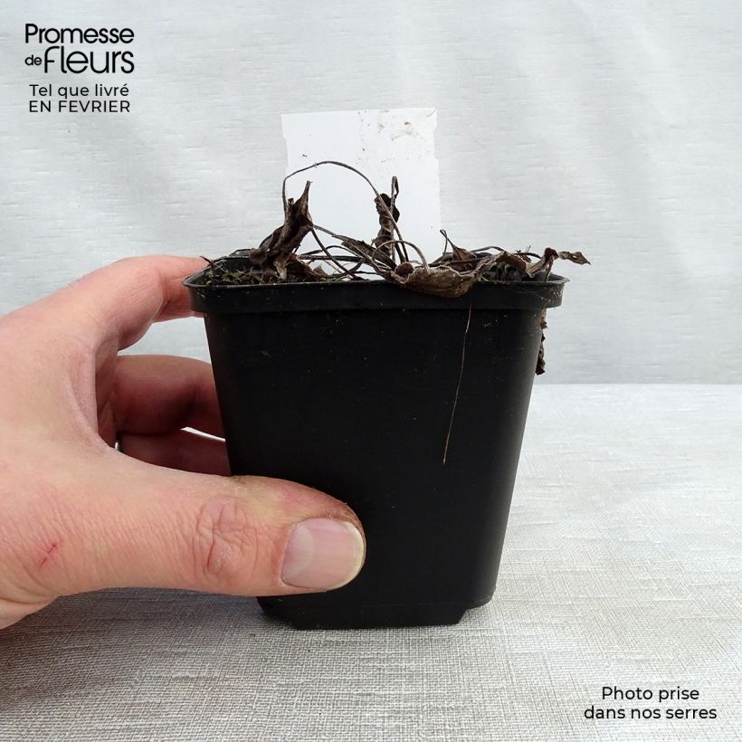 Exemplar von Echinacea purpurea Purity - Sonnenhut Kleine Töpfe von 8/9 cm wie im Winter geliefert