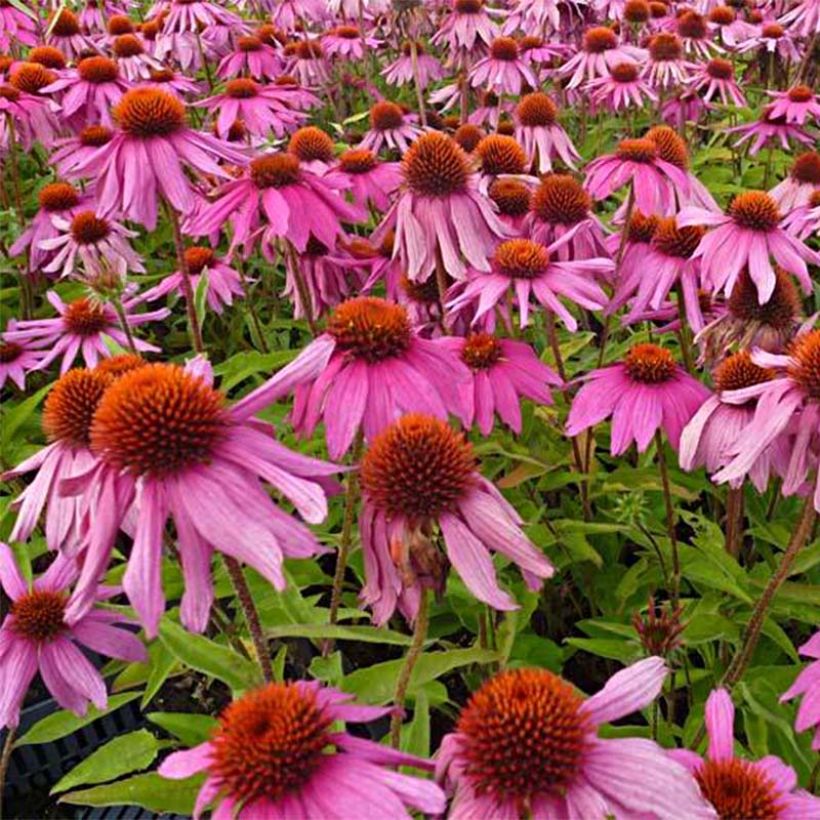 Echinacea purpurea Red Knee High - Sonnenhut (Flowering)