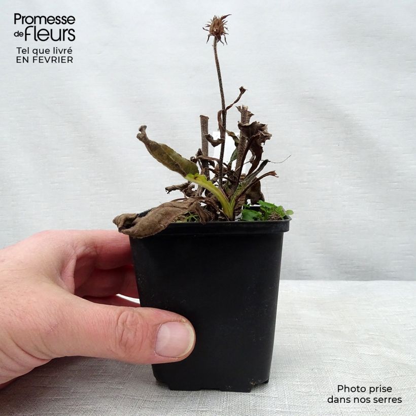 Example of Echinacea purpurea Red Knee High - Sonnenhut Kleine Töpfe von 8/9 cm as you get in hiver