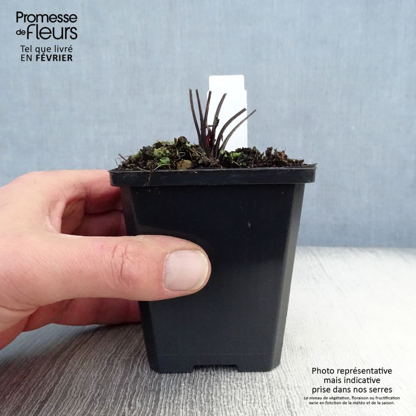 Example of Echinacea Robin Hood - Scheinsonnenhut Kleine Töpfe von 8/9 cm as you get in hiver
