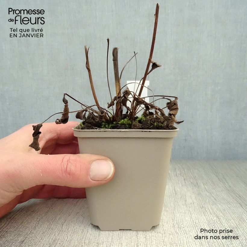Example of Echinacea purpurea Secret Glow - Sonnenhut Kleine Töpfe von 8/9 cm as you get in hiver
