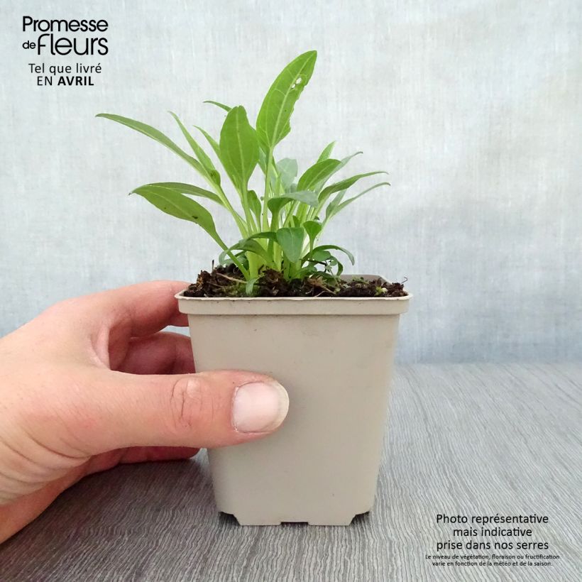 Exemplar von Echinacea purpurea Secret Glow - Sonnenhut Kleine Töpfe von 8/9 cm wie im Frühjahr geliefert