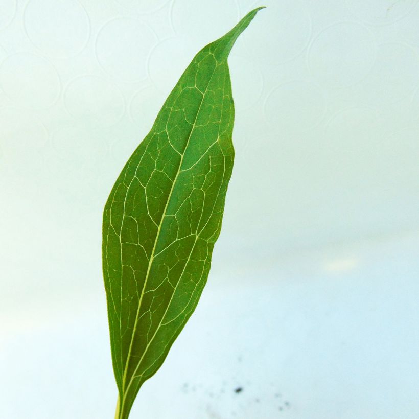 Echinacea purpurea Secret Passion - Sonnenhut (Foliage)