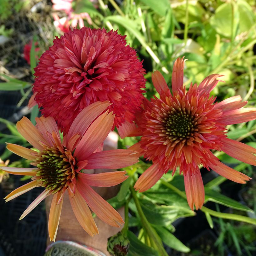Echinacea purpurea Secret Passion - Sonnenhut (Flowering)