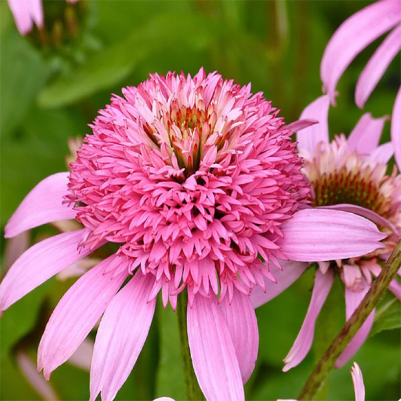Echinacea purpurea Secret Romance - Sonnenhut (Flowering)