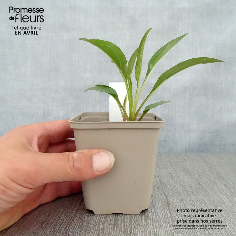 Exemplar von Echinacea purpurea Secret Romance - Sonnenhut Kleine Töpfe von 8/9 cm wie im Frühjahr geliefert