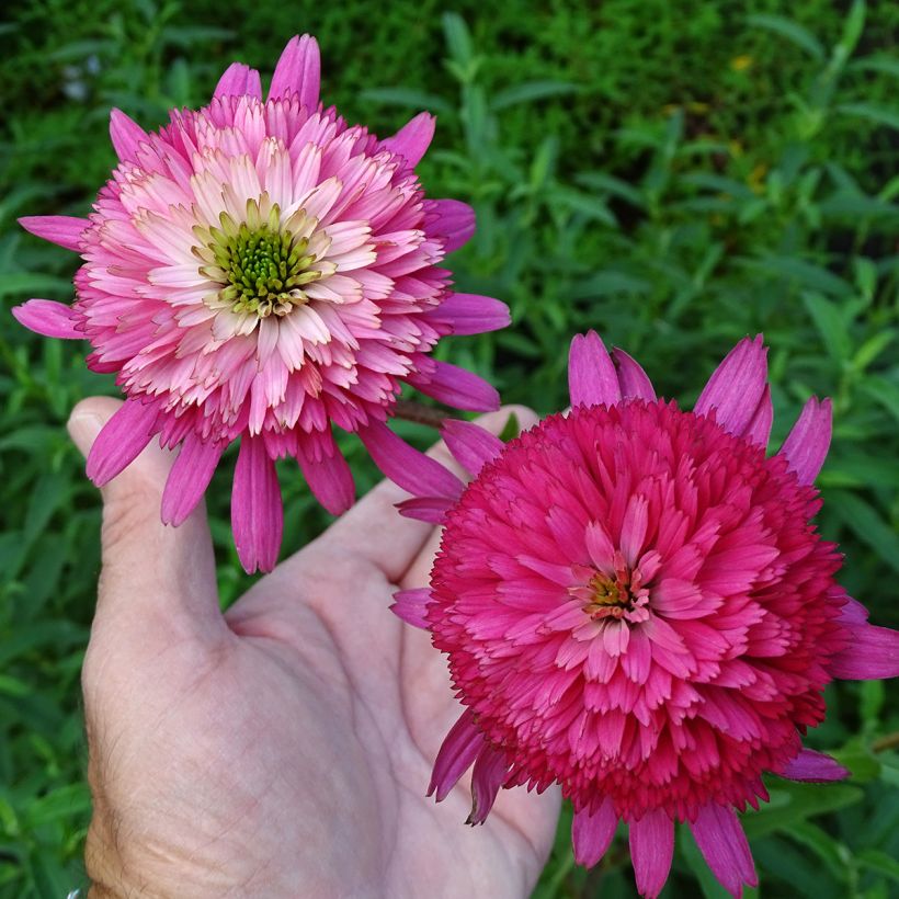 Echinacea purpurea Southern Belle - Sonnenhut (Flowering)