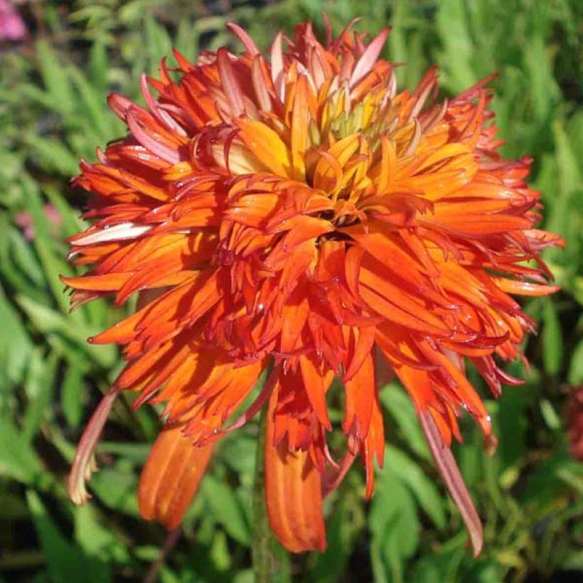 Echinacea purpurea Summer Salsa - Sonnenhut (Flowering)