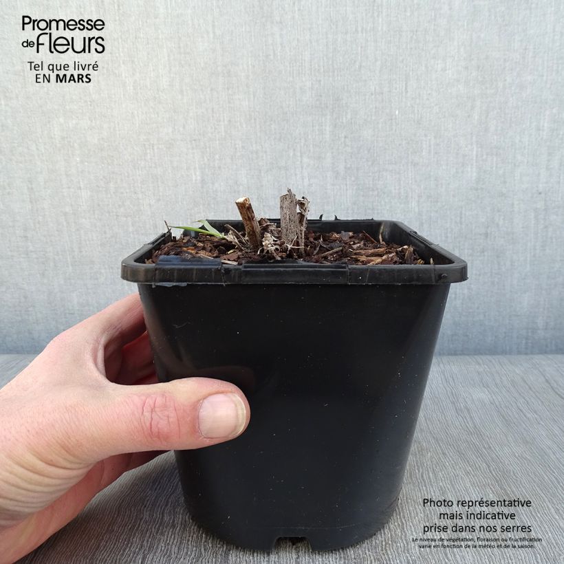 Exemplar von Echinacea purpurea SunSeekers Apple Green - Sonnenhut Topf mit 1,5L/2L wie im Winter geliefert