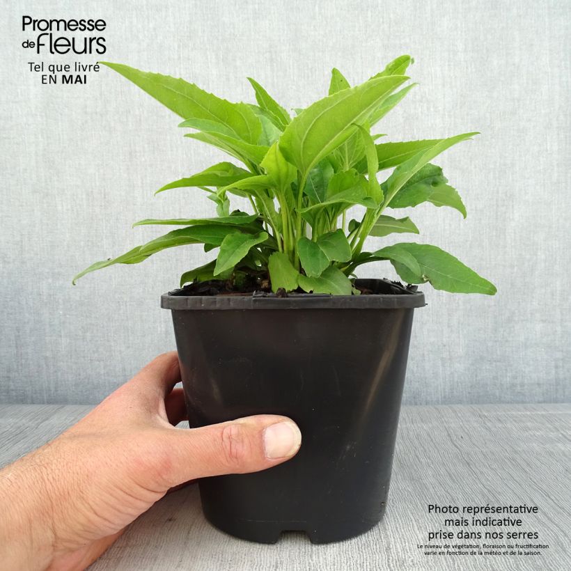 Exemplar von Echinacea purpurea SunSeekers Apple Green - Sonnenhut Topf mit 1,5L/2L wie im Frühjahr geliefert