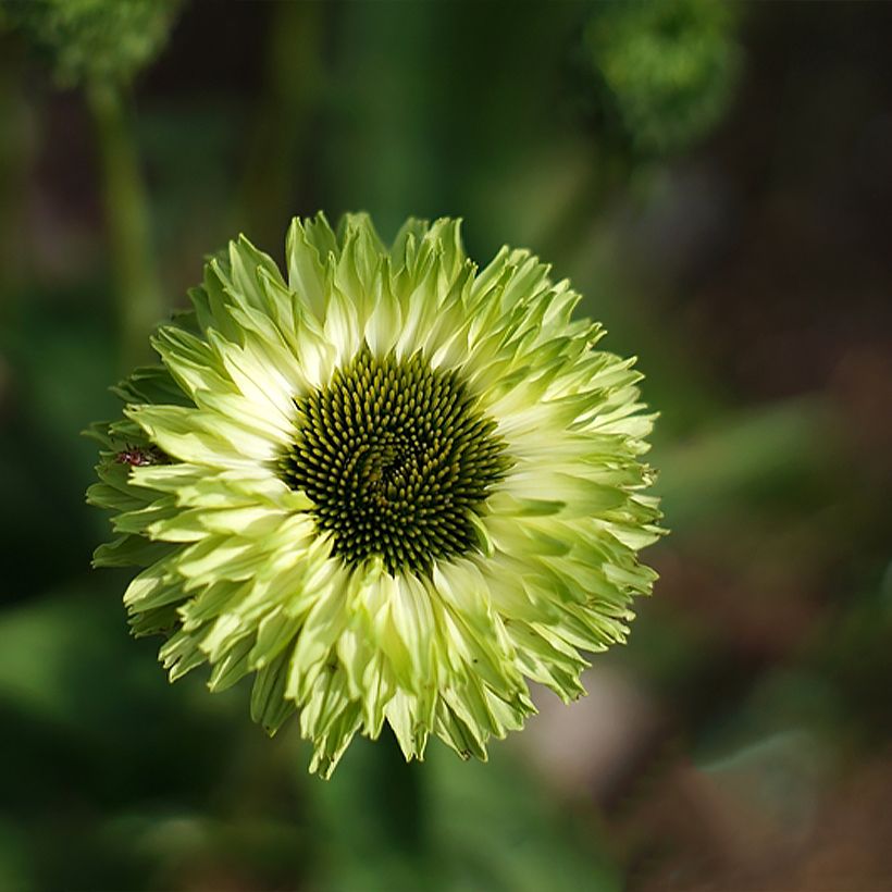 Echinacea purpurea SunSeekers Apple Green - Sonnenhut (Flowering)