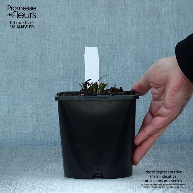 Exemplar von Echinacea purpurea SunSeekers Salmon - Sonnenhut Topf mit 2L/3L wie im Winter geliefert