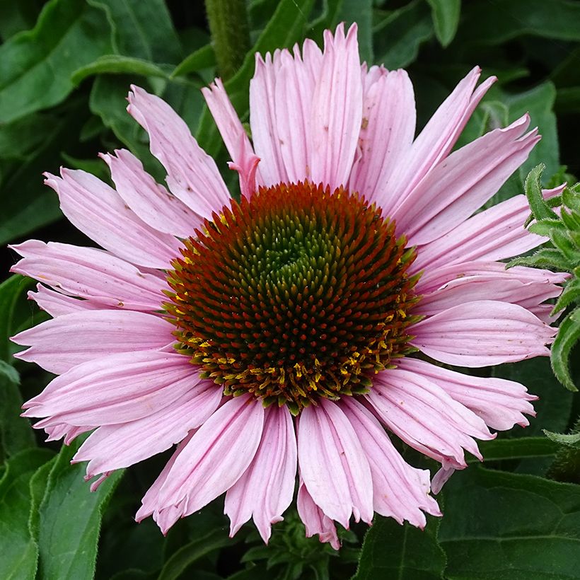 Echinacea purpurea SunSeekers Salmon - Sonnenhut (Flowering)