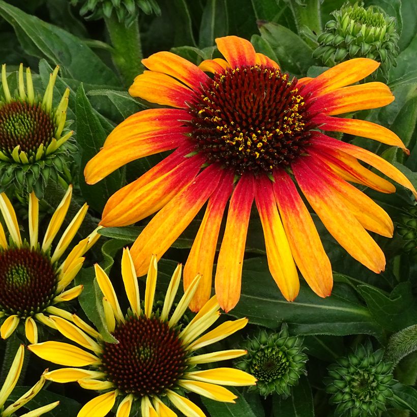 Echinacea purpurea SunSeekers Tequila Sunrise - Sonnenhut (Flowering)