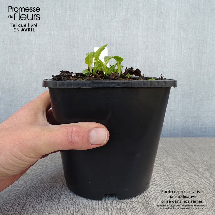 Exemplar von Echinacea purpurea SunSeekers White Perfection - Sonnenhut Topf mit 2L/3L wie im Frühjahr geliefert