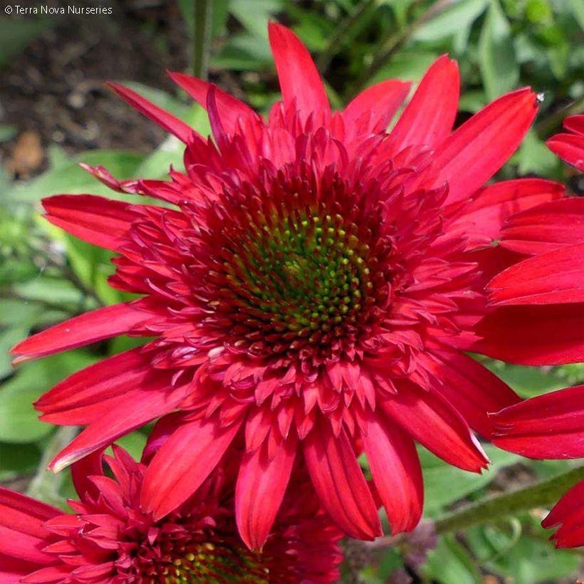 Echinacea Sunny Days Ruby - Scheinsonnenhut (Flowering)