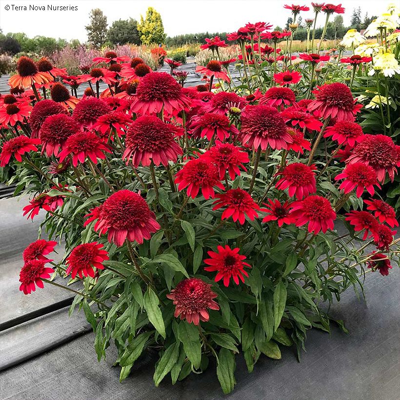 Echinacea Sunny Days Ruby - Scheinsonnenhut (Plant habit)