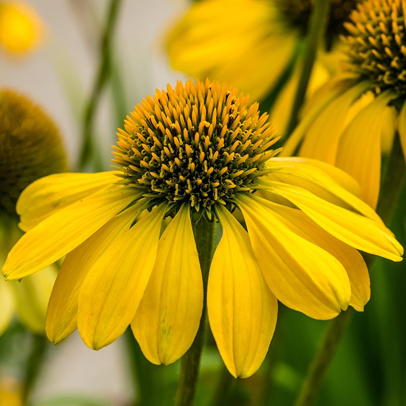 Echinacea Sunny Meadow Mama - Scheinsonnenhut (Flowering)