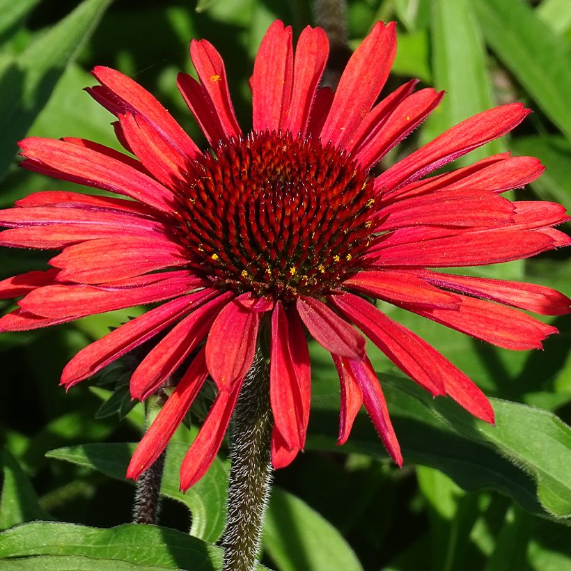 Echinacea purpurea SunSeekers Orange - Sonnenhut (Flowering)