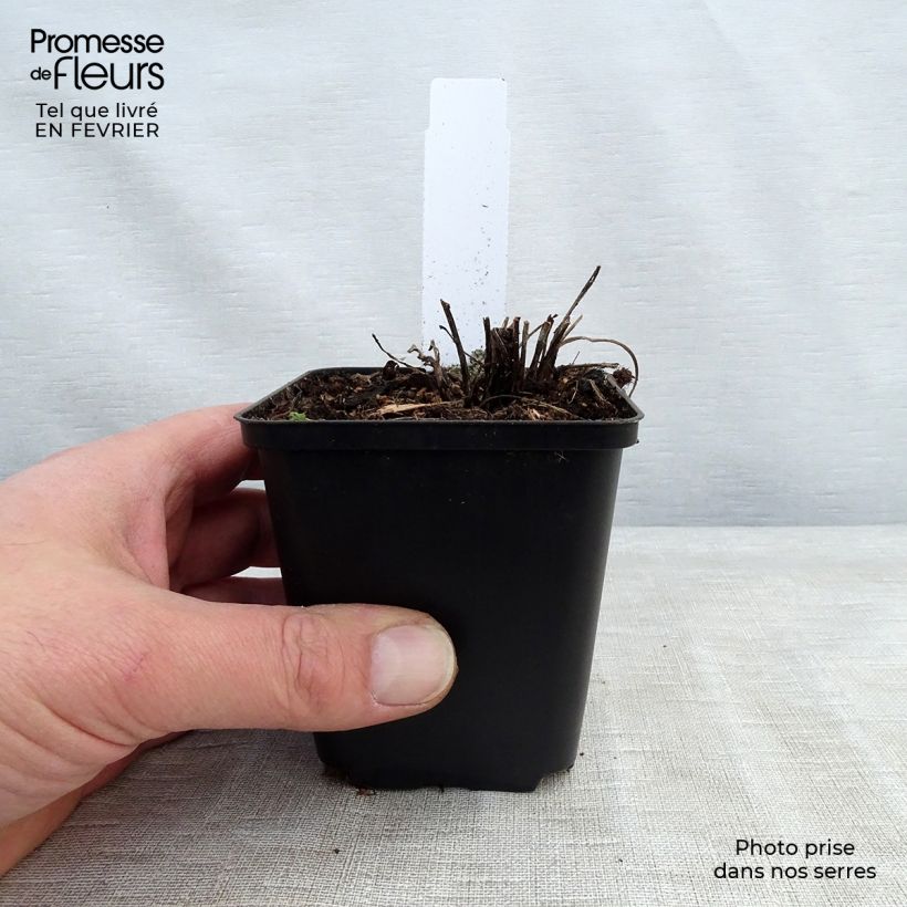 Example of Echinacea Supreme Flamingo - Scheinsonnenhut Kleine Töpfe von 8/9 cm as you get in hiver