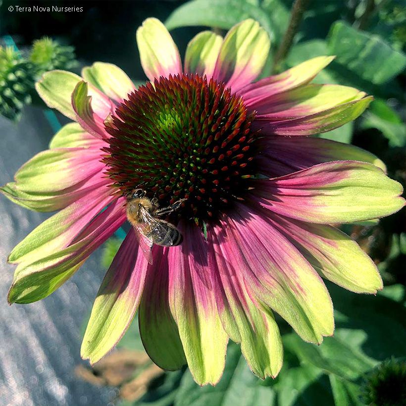 Echinacea Sweet Sandia - Scheinsonnenhut (Flowering)