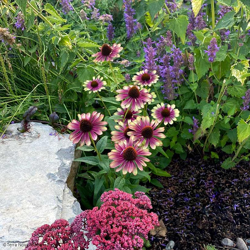 Echinacea Sweet Sandia - Scheinsonnenhut (Plant habit)