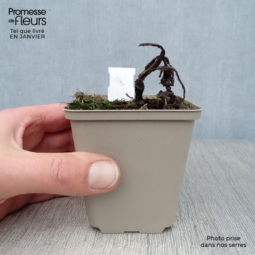 Exemplar von Echinacea purpurea Tangerine Dream - Sonnenhut Kleine Töpfe von 8/9 cm wie im Winter geliefert