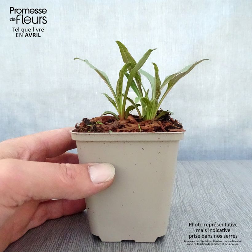 Exemplar von Echinacea purpurea Tangerine Dream - Sonnenhut Kleine Töpfe von 8/9 cm wie im Frühjahr geliefert