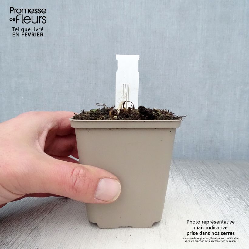 Exemplar von Echinacea purpurea Tomato Soup - Sonnenhut Kleine Töpfe von 8/9 cm wie im Winter geliefert