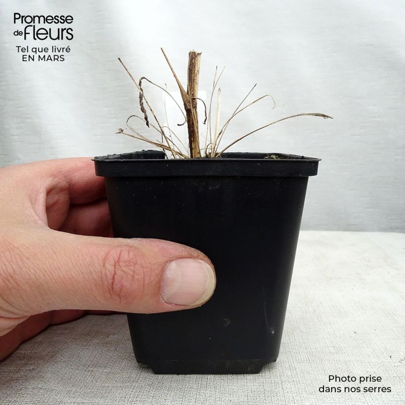 Exemplar von Echinacea Tweety - Scheinsonnenhut Kleine Töpfe von 8/9 cm wie im Winter geliefert