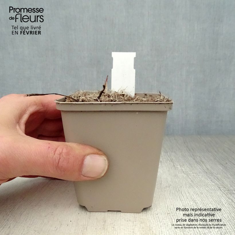 Exemplar von Schmalblättriger Sonnenhut - Echinacea angustifolia Kleine Töpfe von 8/9 cm wie im Winter geliefert