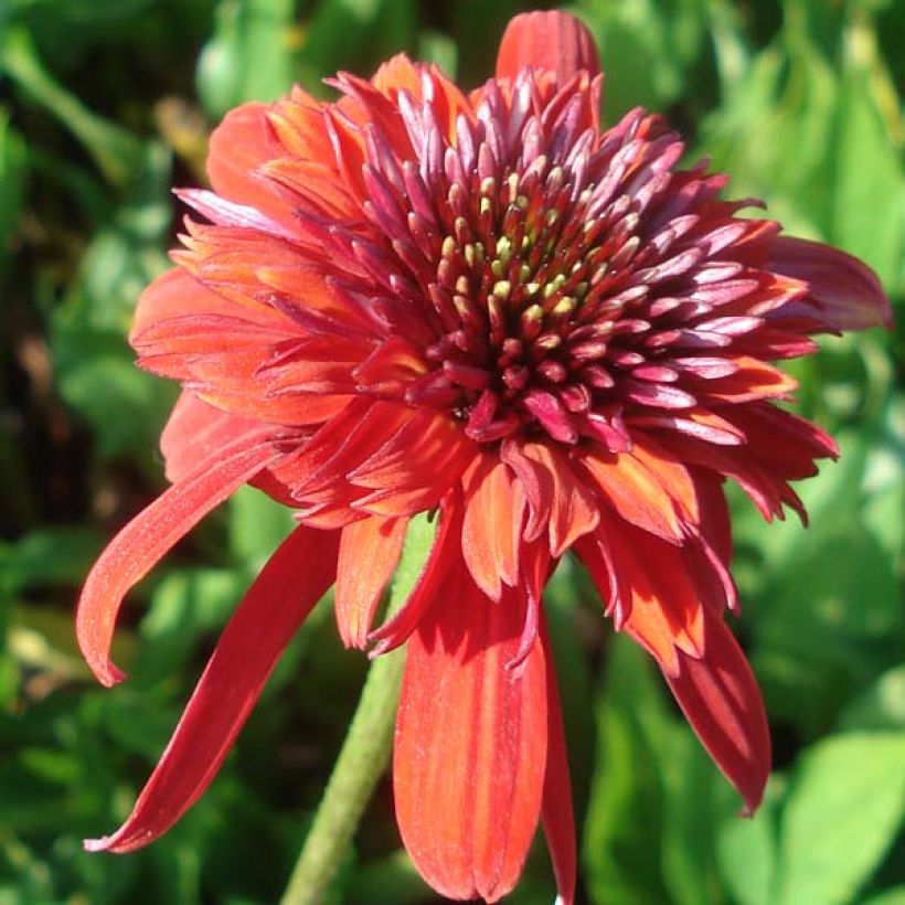Echinacea purpurea Eccentric - Sonnenhut (Flowering)