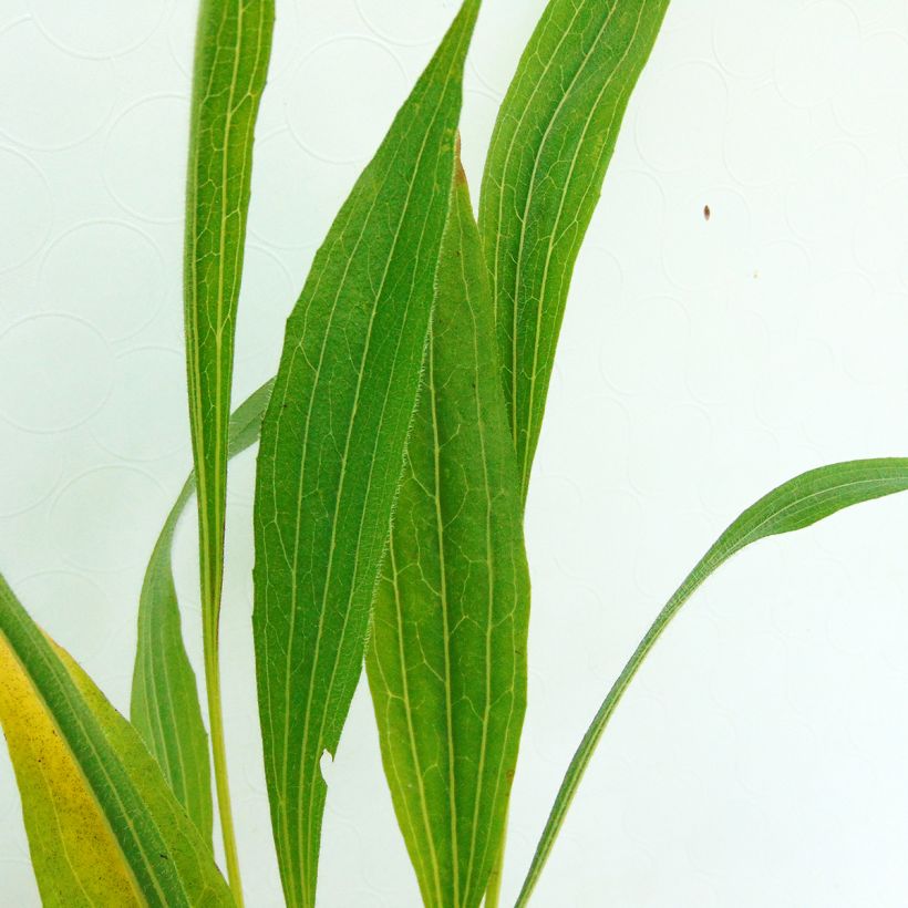 Echinacea pallida - Bleicher Sonnenhut (Foliage)
