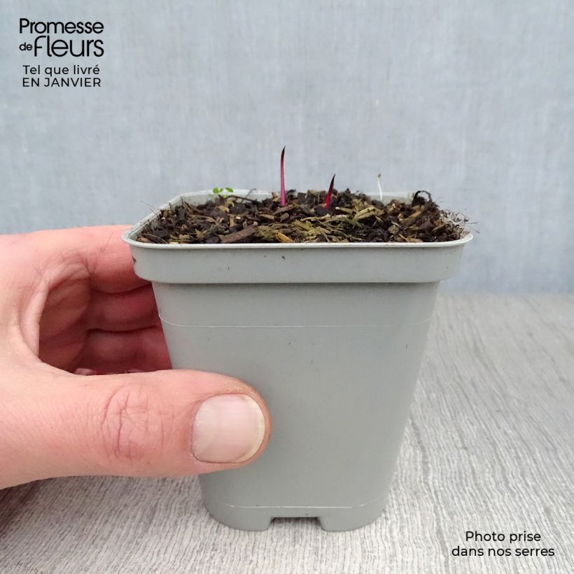 Exemplar von Echinacea pallida - Bleicher Sonnenhut Kleine Töpfe von 8/9 cm wie im Winter geliefert