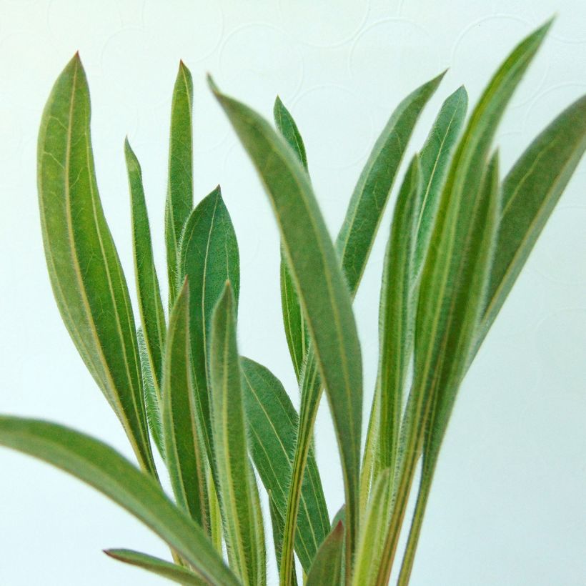 Echinacea pallida Hula Dancer - Bleicher Sonnenhut (Foliage)