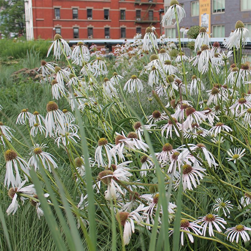 Echinacea pallida Hula Dancer - Bleicher Sonnenhut (Flowering)