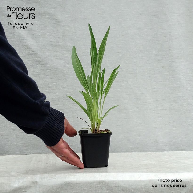 Exemplar von Echinacea pallida Hula Dancer - Bleicher Sonnenhut Kleine Töpfe von 8/9 cm wie im Frühjahr geliefert