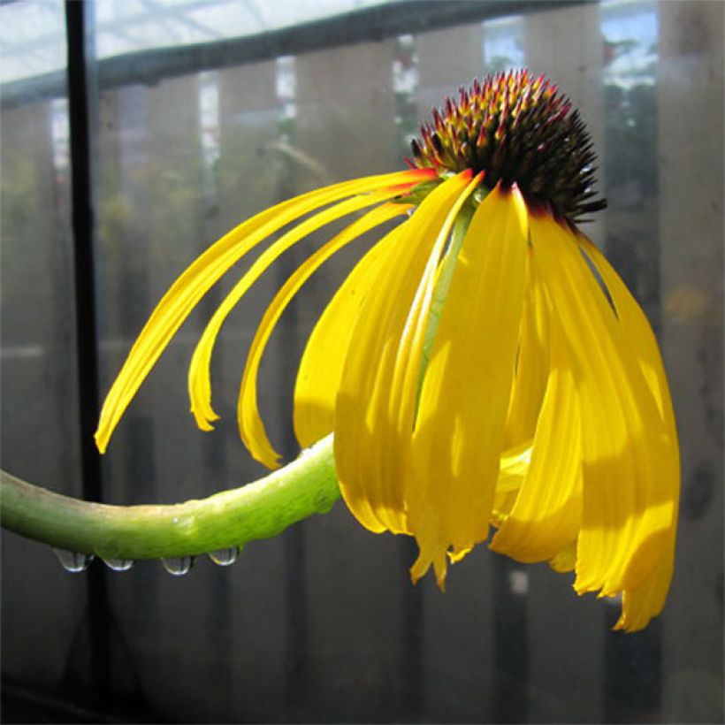 Echinacea paradoxa - Gelber Sonnenhut (Flowering)