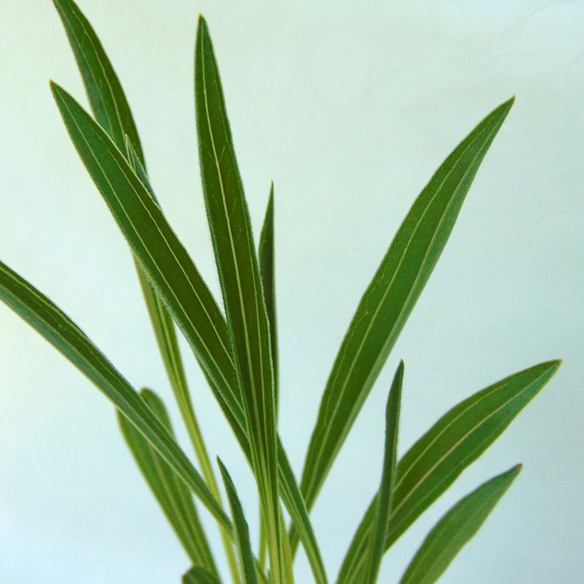 Echinacea paradoxa - Gelber Sonnenhut (Foliage)