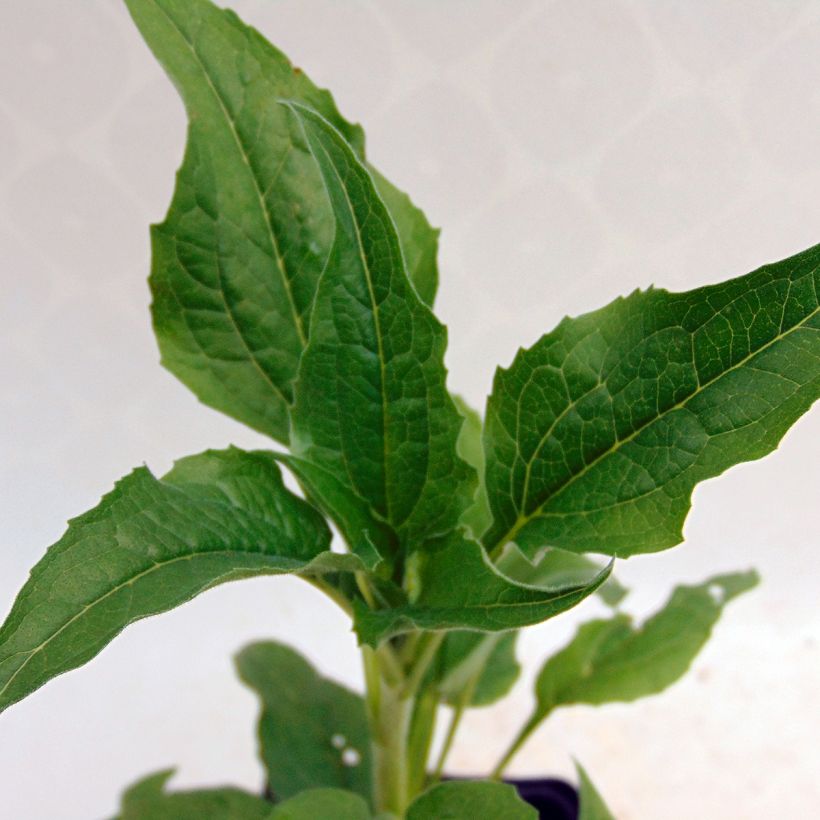 Echinacea purpurea Alba - Sonnenhut (Foliage)