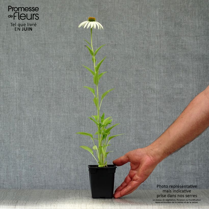Exemplar von Echinacea purpurea Alba - Sonnenhut Kleine Töpfe von 7/8 cm wie im Sommer geliefert
